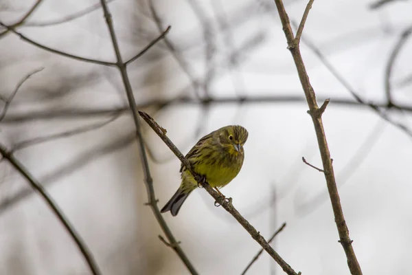 Male Yellowhammer Sitting Branches Searches Food — Stock Photo, Image