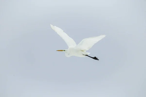 飞行中的一个伟大的白鹭 — 图库照片