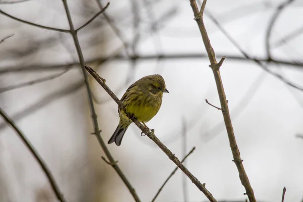 Homem Yellowhammer Sentado Nos Ramos Procura Comida — Fotografia de Stock