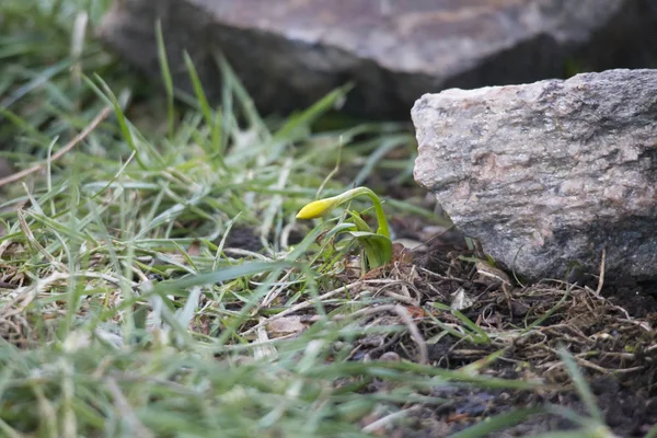 Daffodil Grass Soon Blossom Beginning Spring Sun — Stock Photo, Image