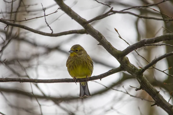 Homem Yellowhammer Sentado Nos Ramos Procura Comida — Fotografia de Stock