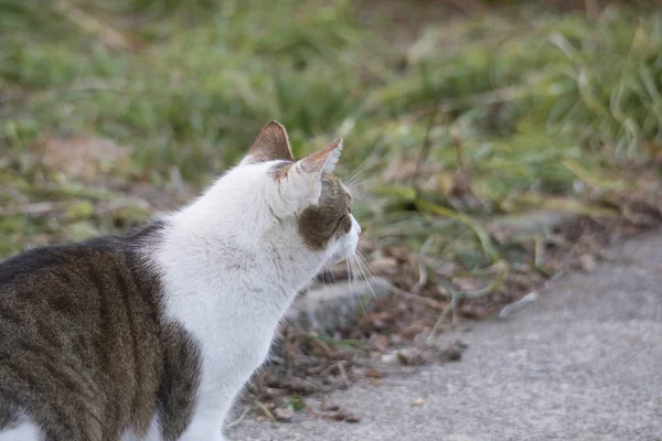 Gato Doméstico Tabby Fica Caminho Concreto Lado Gramado Olha Para — Fotografia de Stock