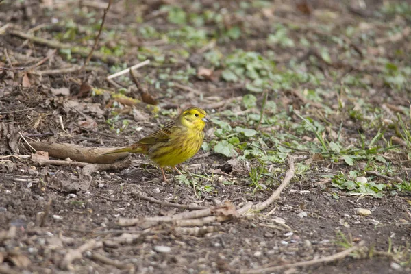 yerde oturan bir erkek yellowhammer için yiyecek arar