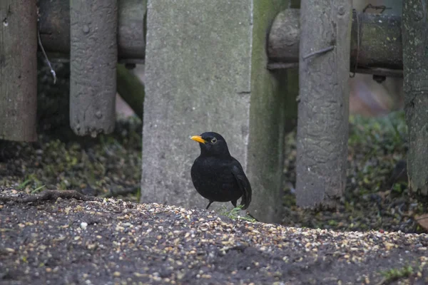 Eine Amsel Mit Gelbem Schnabel Sitzt Vor Einem Zaun Auf — Stockfoto