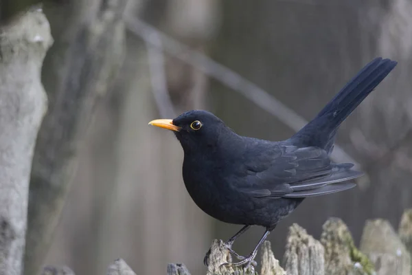 Eine Amsel Mit Gelbem Schnabel Sitzt Vor Einem Zaun Auf — Stockfoto