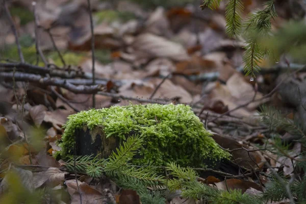 森林里长满了绿泥炭苔藓的老树桩 — 图库照片