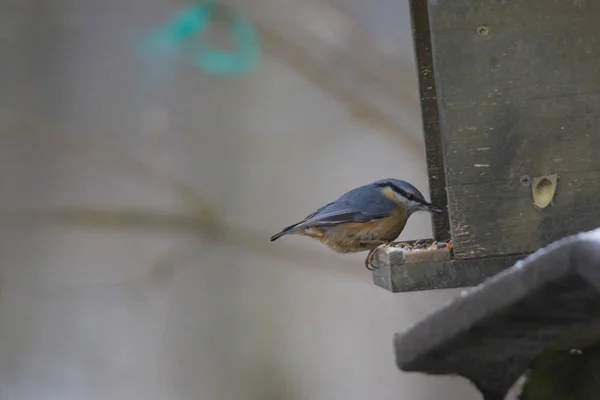 Nuthatch Sienta Boca Abajo Tronco Musgoso Árbol Recogiendo Una Semilla — Foto de Stock