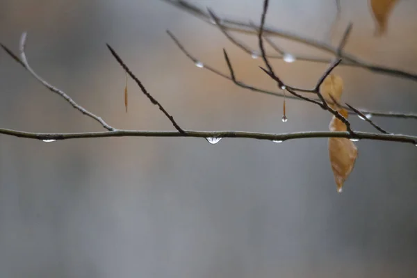 Gocce Acqua Sul Ramo Vicino — Foto Stock