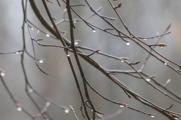 Picături Apă Ramură Închideți — Fotografie, imagine de stoc