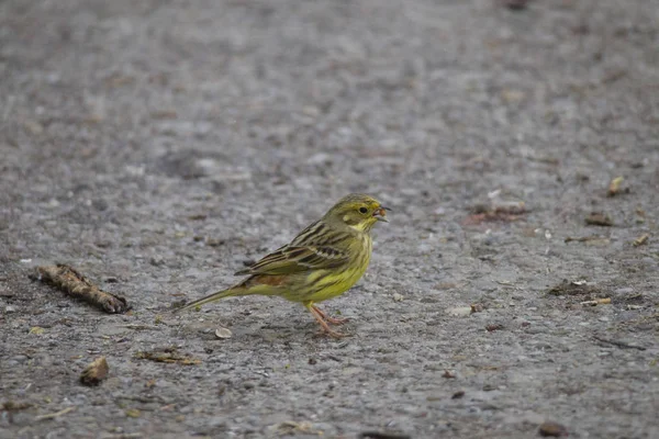 Hombre Yellowhammer Sentado Nieve Busca Comida Suelo Frente Una Valla — Foto de Stock