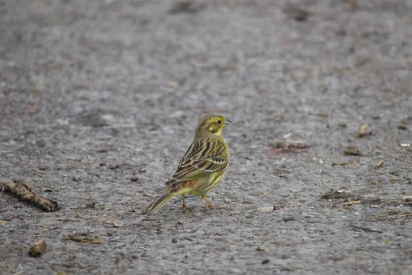 Gıda kar arar bir çit önünde yerde oturan bir erkek yellowhammer
