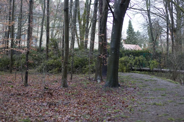 Dere kıyısında temizleyerek bir kısmen karla kaplı orman kenarında bir soğuk kış gününde şafakta mera sakat