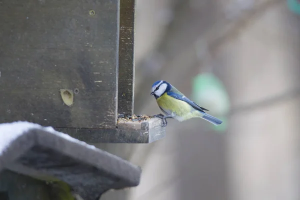 Une Mésange Bleue Est Assise Dans Une Mangeoire Oiseaux Recherche — Photo