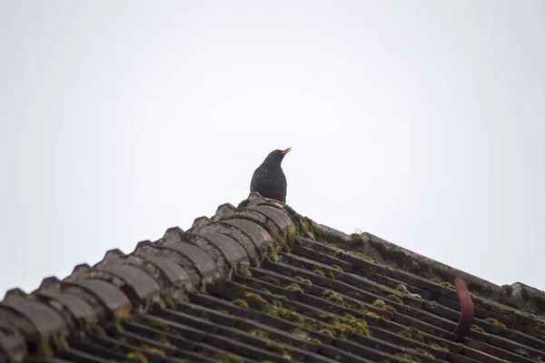 Eine Amsel Sitzt Isoliert Auf Einem Grat Aus Bemoosten Alten — Stockfoto