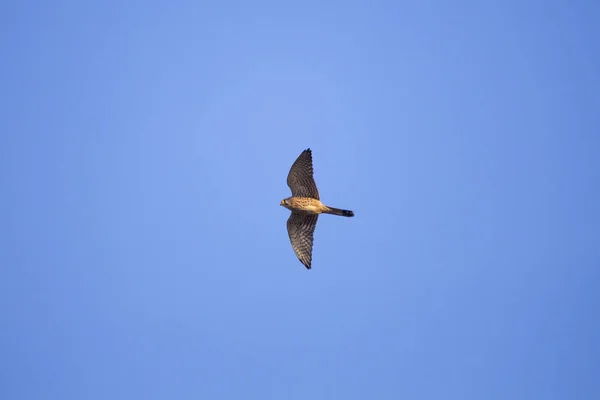 Ein Turmfalke Fliegt Mit Ausgestreckten Flügeln Vor Blauem Himmel — Stockfoto