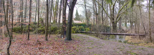 Fırtına tarafından devrilmiş bir Ladin bir orman yolu yatıyor ve geçişini engeller