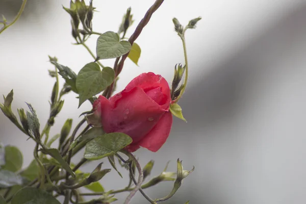 Red Rose Flower Blur Grey Background Close — Stock Photo, Image