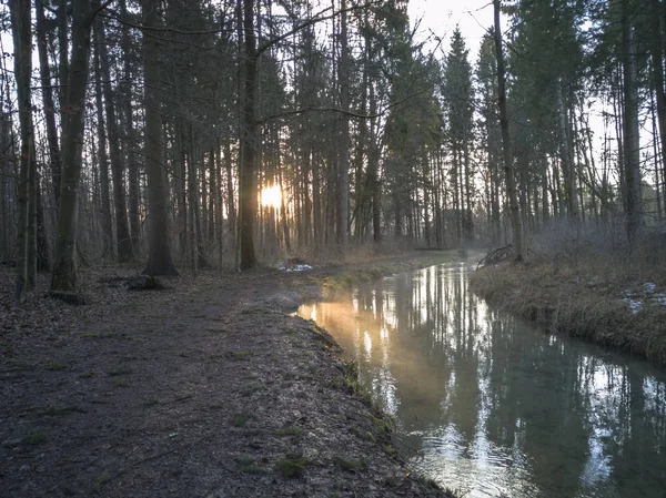 Kreupel Weiden Bij Dageraad Een Koude Winterdag Rand Van Een — Stockfoto