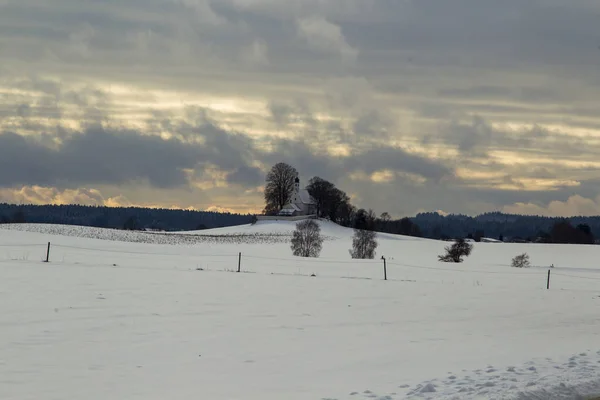 Krüppelweiden Morgengrauen Einem Kalten Wintertag Rande Einer Teilweise Schneebedeckten Waldlichtung — Stockfoto