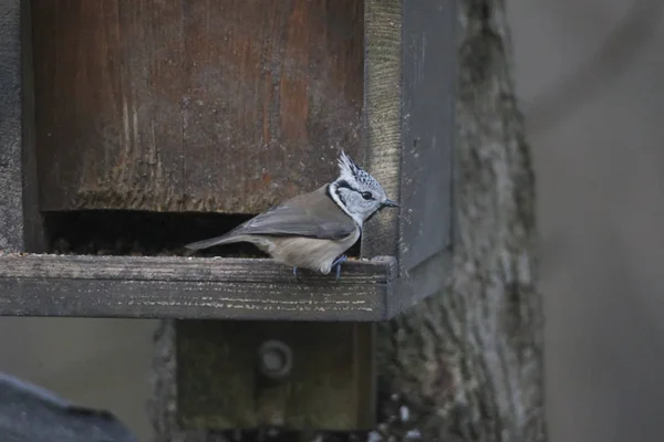 Gros Plan Magnifique Oiseau Incroyable — Photo