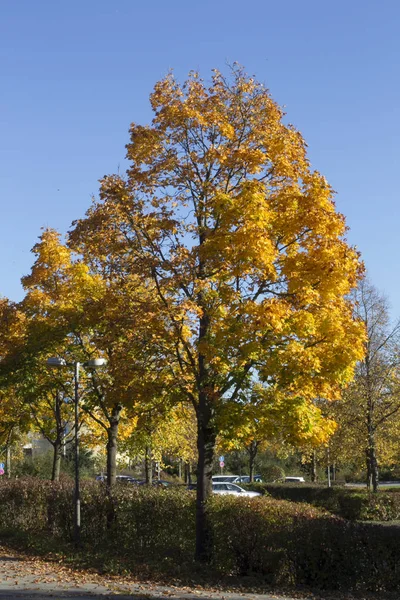 Güneş ışınları bir ağaç dalları ile düşmek