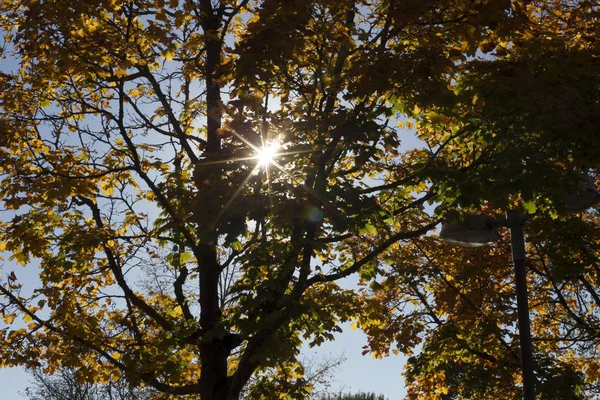 Sunbeams Fall Branches Tree — Stock Photo, Image