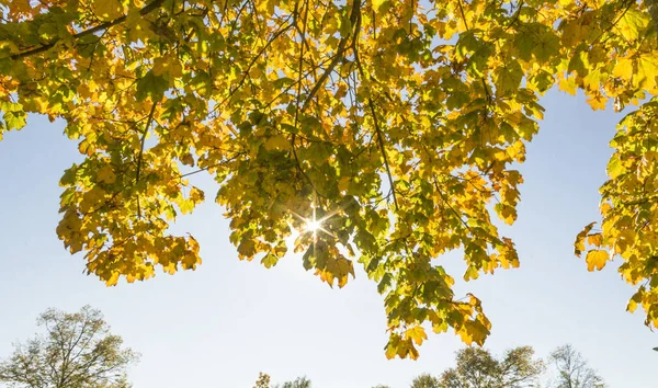 Sunbeams Fall Branches Tree — Stock Photo, Image