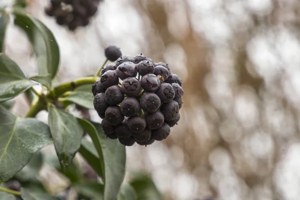 Wet ivy fruit stands on a tendril in front of a sky with bokeh circles — Stock Image Wet Ivy Fruit Stands Tendril Front Sky Bokeh Circles Royalty Free Stock Photos
