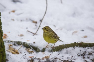 Gıda kar arar bir çit önünde yerde oturan bir erkek yellowhammer