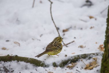 Gıda kar arar bir çit önünde yerde oturan bir erkek yellowhammer