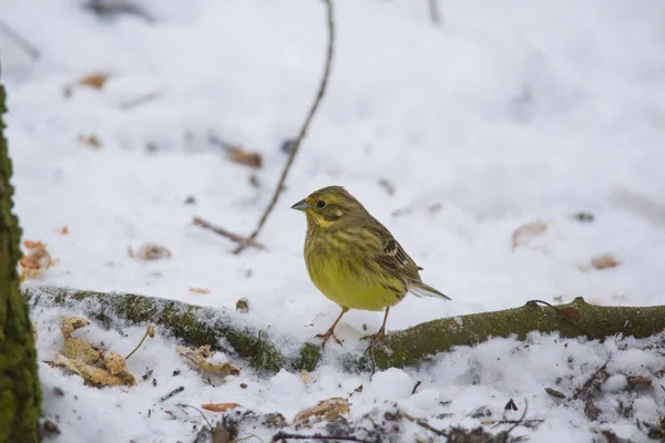 Uragano Maschio Seduto Sulla Neve Cerca Cibo Terra Davanti Una — Foto Stock