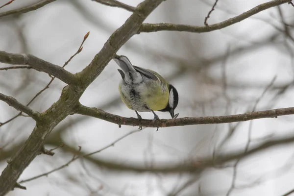 Great Tit Sits Branches Tree — Stock Photo, Image