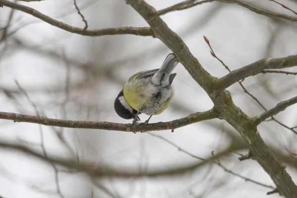 Great Tit Sits Branches Tree — Stock Photo, Image