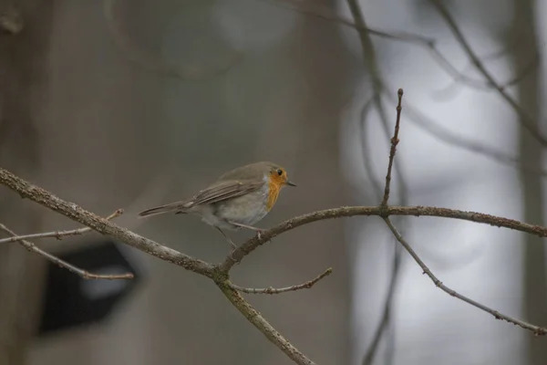 Kur Tüyleri Dalda Oturan Erkek Robin Yakın Çekim — Stok fotoğraf
