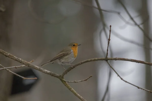 Yiyecek Arayan Bir Şube Erkek Robin Kur Tüyleri Içinde Oturur — Stok fotoğraf