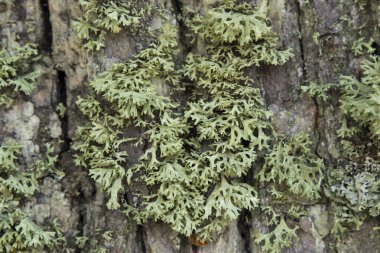 Ağaç kabuğu üzerinde yosun, seçici odak