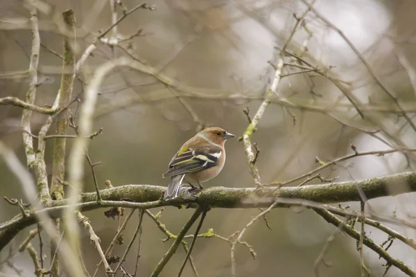 그것에 Fluffed 깃털에는 Chaffinch — 스톡 사진