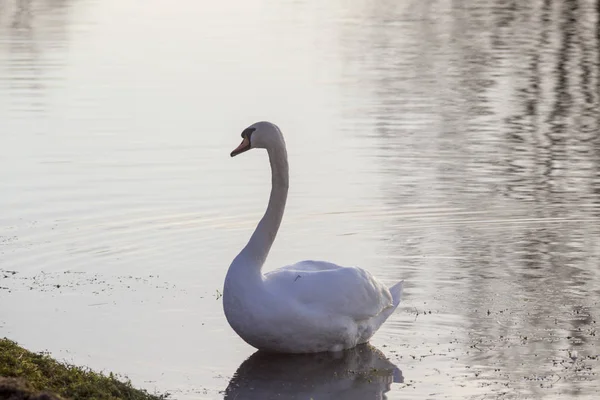 Hombre Cisne Mudo Está Nadando Vestido Esplendor Agua Está Acariciando — Foto de Stock