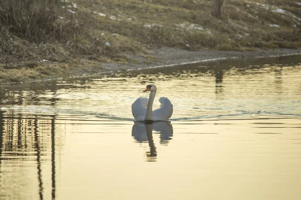 Hombre Cisne Mudo Está Nadando Vestido Esplendor Agua Está Acariciando — Foto de Stock