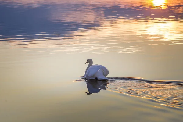 Hombre Cisne Mudo Está Nadando Vestido Esplendor Agua Está Acariciando — Foto de Stock