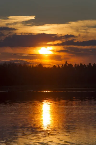 Panorama of fiery sunset with clouds delicate veils over tops of pine forest