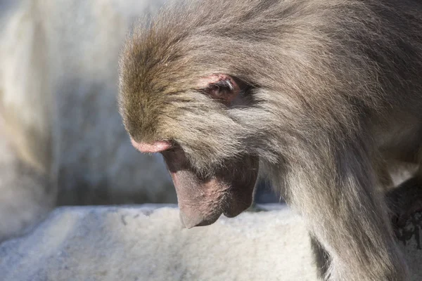 Vahşi Maymunu Yakından Çek — Stok fotoğraf