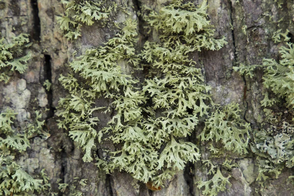 Ağaç kabuğu üzerinde yosun, seçici odak
