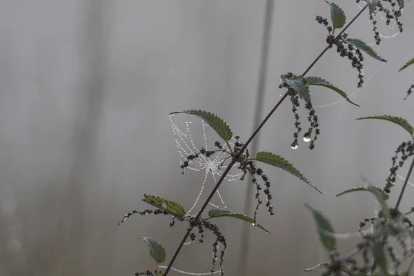 Concept Floral Naturel Gros Plan — Photo