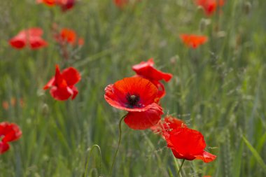 Bir alan orman kenarında otlar arasında kırmızı haşhaş çiçek dolu