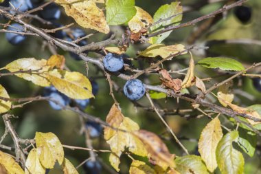 Doğal çiçek kavramı yakın atış