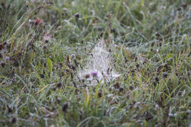 Doğal çiçek kavramı yakın atış