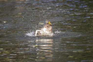 Yabani kuş çekim kadar kapatın