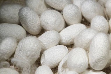 İpek iplik yakın atış biriktirir
