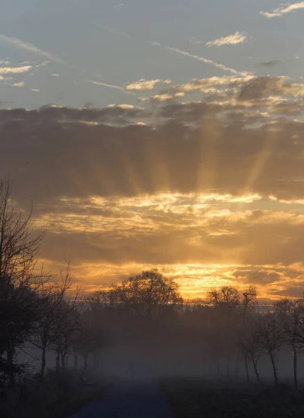 Golden Sunrise Sky Foggy Forest — Stock Photo, Image